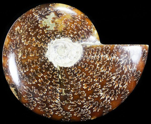 Polished, Agatized Ammonite (Cleoniceras) - Madagascar #60747